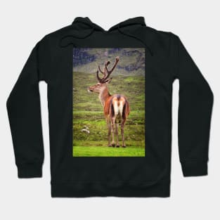 Scottish Deer Hoodie